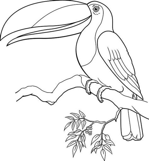 Toucan Singing Coloring Page : Coloring Sun in 2020 | Coloring book art ...