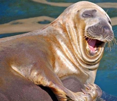 Smiling Walrus