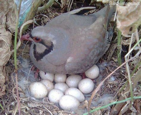 Chukar partridge (Alectoris chukar) Birds Eggs Facts Images | Pássaros, Animais, Filhote