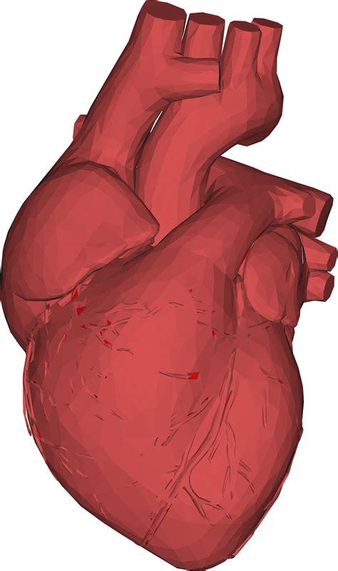 Human Heart Png Real - Gannuman