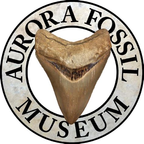 Aurora Fossil Museum » Shark Tooth Identification