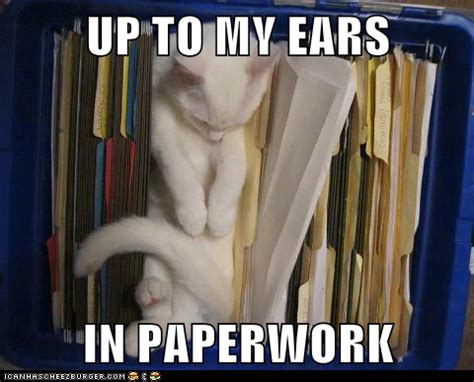 Paperwork | Funny cats, Cats, Animals