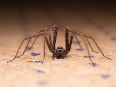 Dozens of Insects and Spiders May Live in Every Room of Your House | Smithsonian