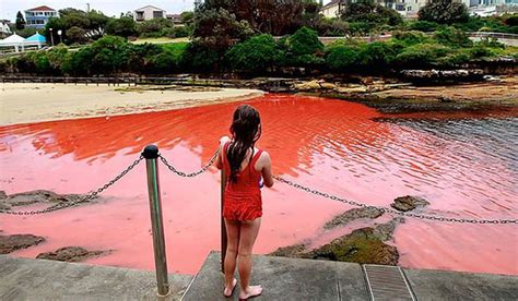 Algae creates red sea on NSW coast | Stuff.co.nz