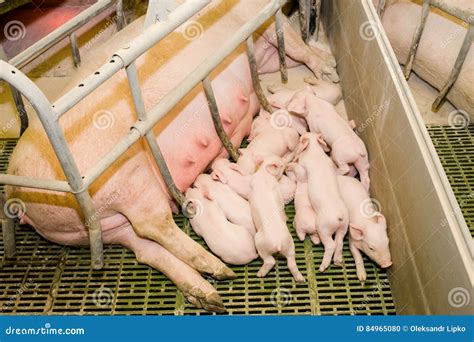 Pig Farm. Little Piglets. Pig Farming is the Raising and Breeding of Domestic Pigs. Stock Photo ...