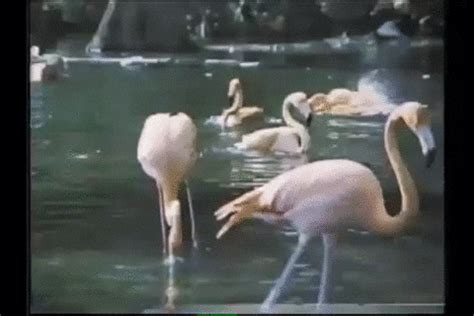 flamingo animated GIF