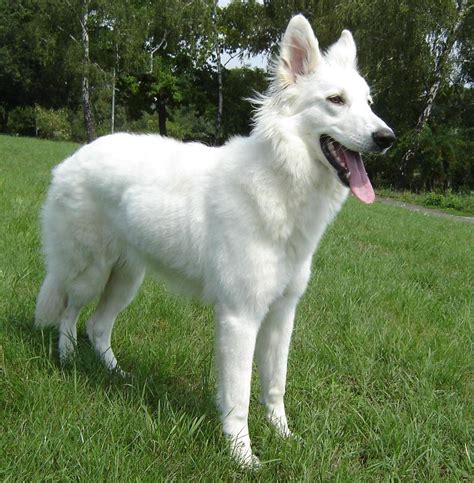 White Shepherd - Wikipedia