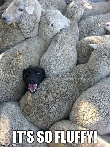 Sheep Dog - Imgflip