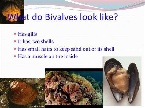 PPT - Bivalves PowerPoint Presentation, free download - ID:2692816