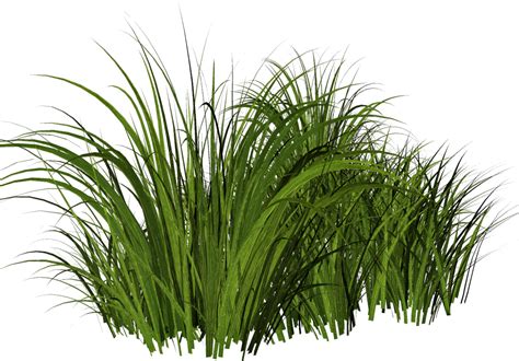 Free Tall Grass Png - Hierba Dibujo - Free Transparent PNG Download - PNGkey