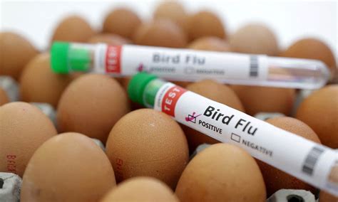 CDC issues fresh bird flu warning for doctors to look out for symptoms of virus in dairy workers ...