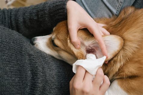 How to Clean Dog Ears: Directions to Clean Your Dog's Ears Easily ...