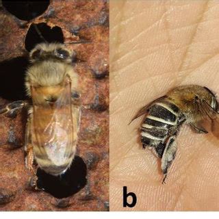 Apis species: (a) Apis mellifera, (b) Apis cerana, (c) Apis dorsata ...