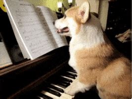 Dog Piano GIF - Find & Share on GIPHY