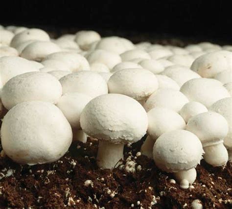 Mushroom Cultivation: Button Mushroom