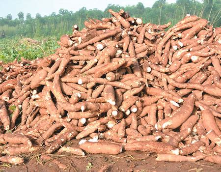 Cassava to ethanol plant to begin operation in Ondo