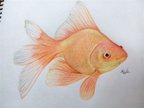 Pez Dorado De Rio Dibujo - Urema Nacor