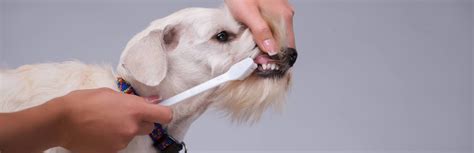 12 Best Toothbrushes For Dogs (Buying Guide) 2018