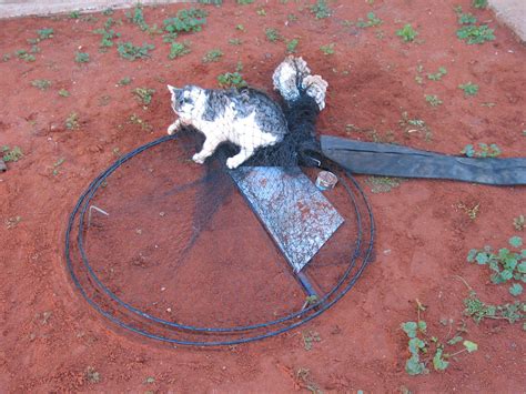 How To Catch A Feral Cat With A Blanket - Cats World Club