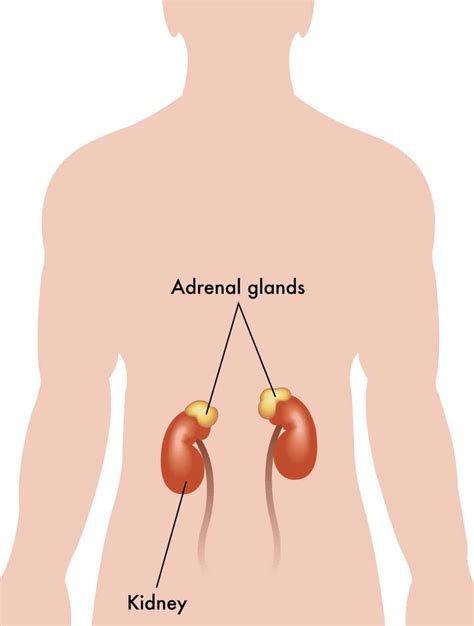 What Are Your Adrenal Glands? - by Dr. Michael Nowazek