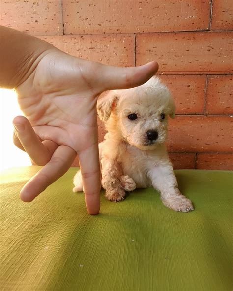 Sintético 91+ Foto Raza De Perros French Poodle Mini Toy Alta Definición Completa, 2k, 4k