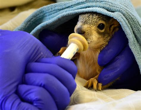 Greenwood Wildlife Rehabilitation Center, near Longmont, gearing up for season of baby animal ...