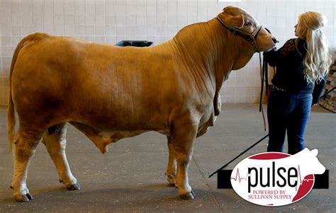 Houston Stock Show | Open Beefmaster Bull | The Pulse