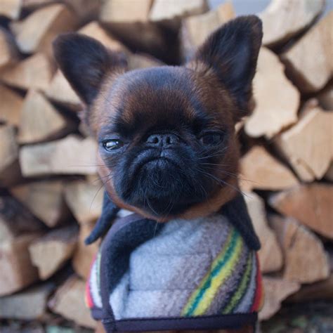 Meet Gizmo, The Grumpy Dog Who Looks Like He's Always Judging You