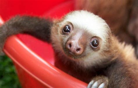 Pet Sloth: Legality, Feeding, and Housing Introduction - HubPages