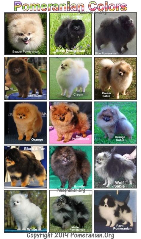 Pomeranian Color Chart | Pomeranian colors, Cute pomeranian, Pomeranian puppy