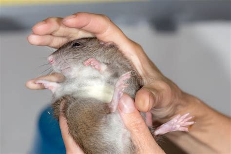 Domestic Rat in the Hands Closeup Stock Image - Image of brown, animals ...