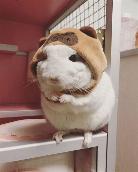 a white and brown hamster wearing a costume