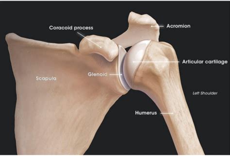 Shoulder-Arthroscopy | Dr Chirag Thonse | Orthopaedic | Bangalore