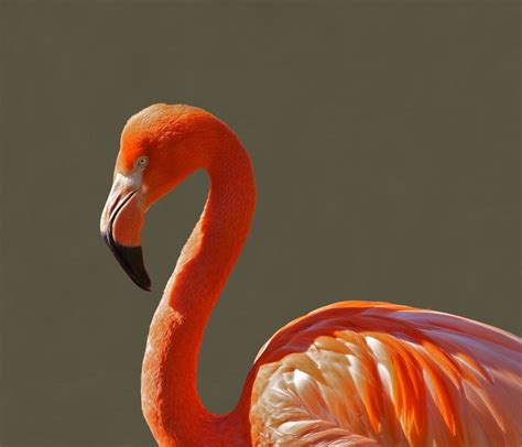 flamingo-bird-pink-tropical-64002 | Blog Campings Tohapi