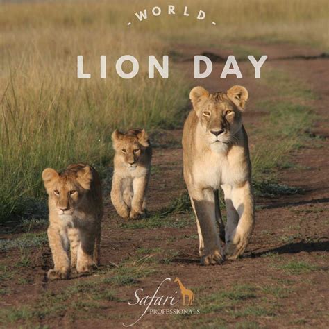 In Celebration of World Lion Day - The Story Behind the Photo