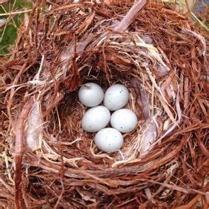 14 Extraordinary Bird Egg Facts - Birds and Blooms