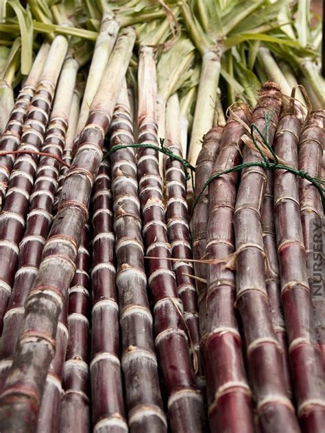 Random Sweet Hawaiian Sugarcane Plant | Sugarcane, Sugar cane plant, Sugarcane juice