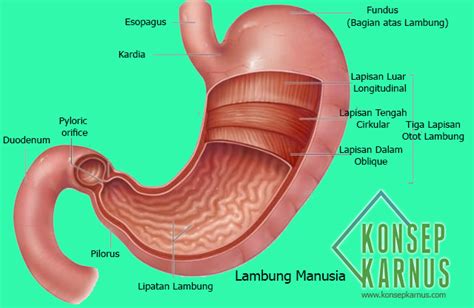 Detail Gambar Anatomi Lambung Koleksi Nomer 53