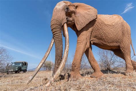 🔥 Rare African elephant known as a "Big Tusker" spotted in Kenya ...