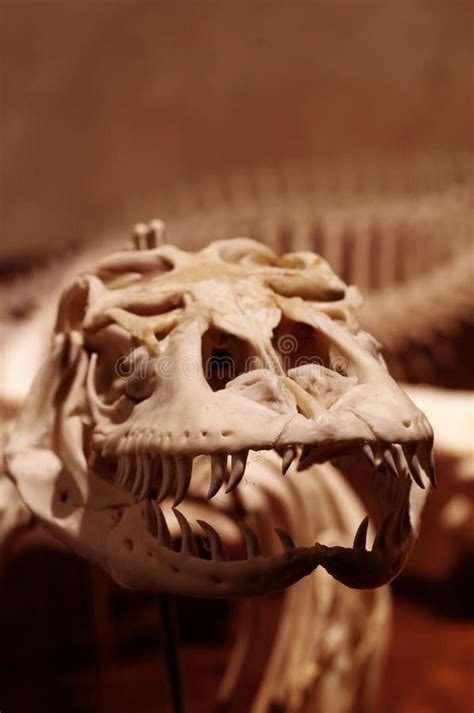 Komodo dragon skull