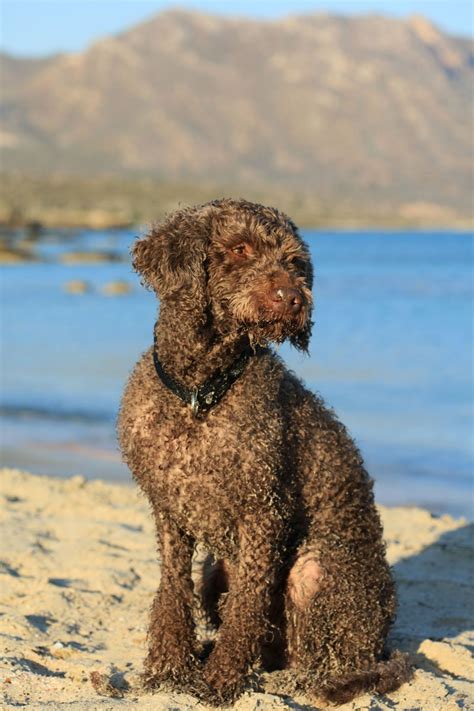 Water Dog Breeds | The Smart Dog Guide