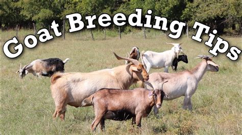 Breeding Goats | Kiko Meat Goats | Goat Breeding Season Tips - YouTube