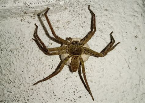 Unveiling the Intriguing World of the Cane Spider: Facts and Fascinating Insights