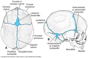 Duke Embryology - Craniofacial Development