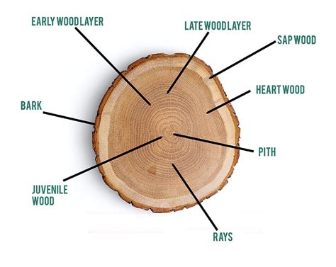 Anatomy Of A Log For Lumber