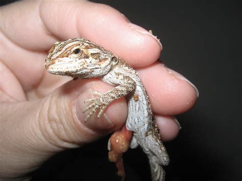 Bearded Dragon Breeding Guide: Signs, Tips, and More - Reptile District