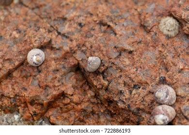 195 Common Periwinkle Snail Royalty-Free Photos and Stock Images | Shutterstock