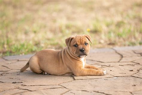 Whats The Best Food For Staffy Puppies