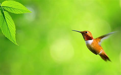 HD wallpaper: Ave, Colibri, Naturaleza, animal, animal themes, animal wildlife | Wallpaper Flare