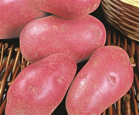 Best potato varieties: 12 top crops for your vegetable patch | Homes ...